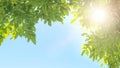 Tree bush on blue sky and sunshine, green leaves,  nature background Royalty Free Stock Photo