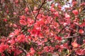 Tree or bush branches, spring red flowers, background. Beautiful day forest or garden, close-up of a blossoming. Japanese quince Royalty Free Stock Photo