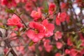 Tree or bush branches, spring red flowers, background. Beautiful day forest or garden, close-up of a blossoming. Japanese quince Royalty Free Stock Photo