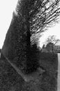 Tree and bush fence, Royal Botanic Garden, Edinburgh, Scotland- Royalty Free Stock Photo