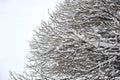 Tree Bush willow covered with snow in winter Royalty Free Stock Photo