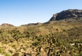 Tree Cactus by the road to Grand Canyon West Rim - Arizona, AZ Royalty Free Stock Photo