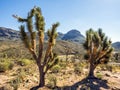 Tree Cactus by the road to Grand Canyon West Rim - Arizona, AZ Royalty Free Stock Photo