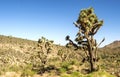 Tree Cactus by the road to Grand Canyon West Rim - Arizona, AZ Royalty Free Stock Photo