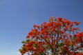 A tree called the flamboyant, Delonix regia. Royalty Free Stock Photo