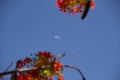 A tree called the flamboyant, Delonix regia. Royalty Free Stock Photo