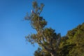 A tree on campsite 7 Mount Raung. Raung is the most challenging of all JavaÃ¢â¬â¢s mountain trails, also is one of the most active