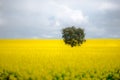A tree in canola field Royalty Free Stock Photo