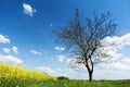 Tree with canola field Royalty Free Stock Photo