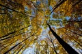 Tree canopy. Royalty Free Stock Photo