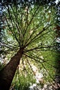Tree canopy Royalty Free Stock Photo