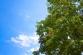 Tree canopy against a sky background - image with copy space Royalty Free Stock Photo