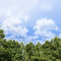 Tree canopy against a sky background - image with copy space Royalty Free Stock Photo