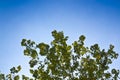 Tree canopy against a sky background - image with copy space Royalty Free Stock Photo