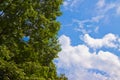 Tree canopy against a sky background - image with copy space Royalty Free Stock Photo