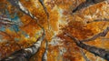 Tree canopy in autumn Royalty Free Stock Photo