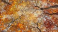 Tree canopy in autumn Royalty Free Stock Photo