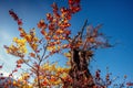 Tree canopy in autumn beech forest against the blue sky. Royalty Free Stock Photo