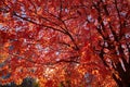 Tree Canopy Autumn Leaves