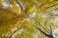 Tree Canopy in the Fall Royalty Free Stock Photo