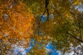 Tree canopy in the fall in Eastern Canada Royalty Free Stock Photo