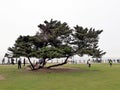 Tree canopy at La Jolla beach