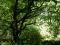 Tree canopy leaves bark texture above in forest with light