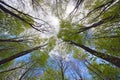 Tree canopy Royalty Free Stock Photo