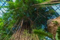 Tree canopy in the tropical jungle enclosure of the Henry Doorly Zoo Omaha Nebraska Royalty Free Stock Photo