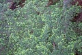 Tree in the Capilano river suspension bridge park, Canada Royalty Free Stock Photo