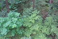 Tree in the Capilano river suspension bridge park, Canada Royalty Free Stock Photo