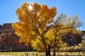 Tree in Capitol Reef National Park Royalty Free Stock Photo