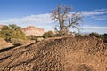 Tree in Capitol Reef National Park, Utah Royalty Free Stock Photo