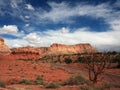 Tree in Capitol Reef Park Royalty Free Stock Photo