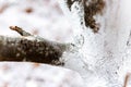 Tree care, tree bark whitewash in the season Royalty Free Stock Photo