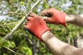 Tree care Royalty Free Stock Photo