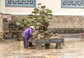 Tree care worker works at park in Vietnam Royalty Free Stock Photo