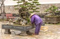 Tree care worker works at park in Vietnam Royalty Free Stock Photo