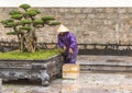 Tree care worker works at park in Vietnam Royalty Free Stock Photo