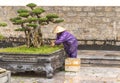 Tree care worker works at park in Vietnam Royalty Free Stock Photo