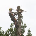 Tree carer with chainsaw in spruce tree sawing large pieces off the trunk