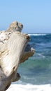 Tree and caribbean blue sea