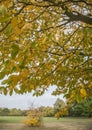 A tree and a carpet of yellow leaves. Royalty Free Stock Photo