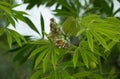 The tree cassava , known acommonly as yuca, used a source of rubber also known as Manihot glaziovii. Flowers casava Royalty Free Stock Photo