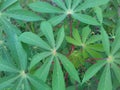 tree cassava leaves