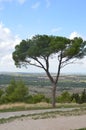 Tree in Castel del Monte, Apulia, Italy Royalty Free Stock Photo