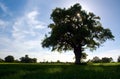 Tree casting its Shadow (Diss)