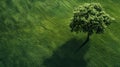 Tree casting its shadow over field Royalty Free Stock Photo