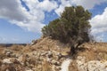 Tree in the castle of Antimachia village in Kos. Greece Royalty Free Stock Photo