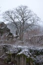 Tree at castle ruin on snowy day in Germany Royalty Free Stock Photo
